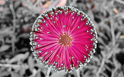 DigitalFusion invites you to Nancy Berry’s “curiouser and curiouser”